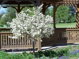 White-flowering shrub in front of a wooden gazebo in a garden park