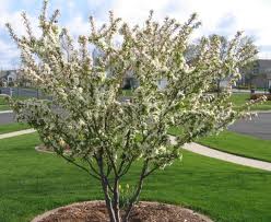 Small white-flowering ornamental tree in a landscaped lawn near a sidewalk and road.