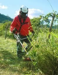 Man wearing safety gear uses a weed whacker in tall grass outdoors on a sunny day.