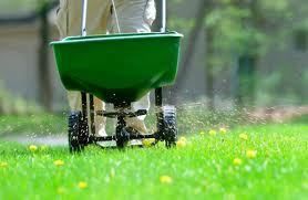 Person spreading fertilizer on a green lawn using a green spreader.