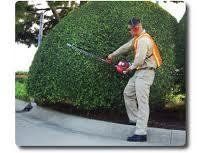 Man in work clothes trimming a large, round bush with a hedge trimmer next to a sidewalk.