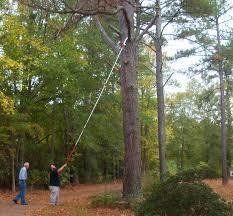 Two men using a pole saw to cut a tall tree in a wooded area.