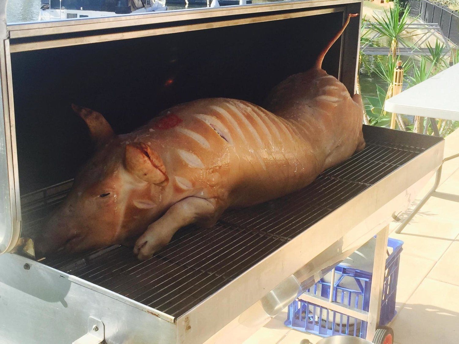Roasted whole pig on a grill, outdoors. Tan, with visible ribs.
