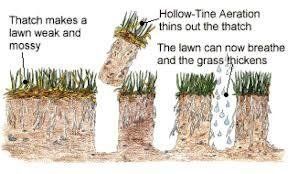Diagram showing lawn with thatch being aerated by a hollow-tine tool to help grass breathe and thicken.