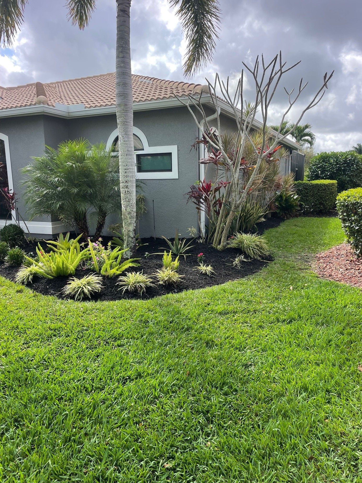 A corner garden bed with green ferns and shrubs, topped with black mulch, in front of a gray house with a palm tree.