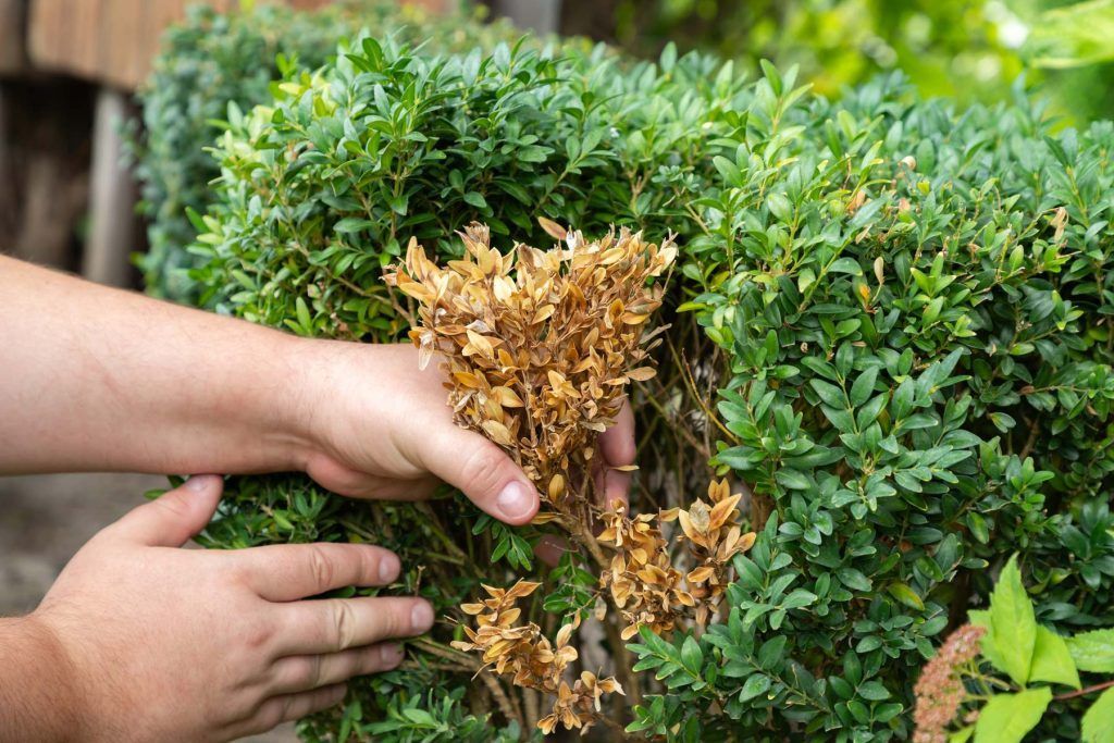 A person is holding a bush with brown leaves.