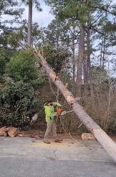 tree trimming wilmington nc