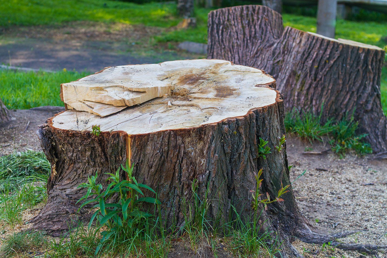 Stump Removal Services Near You Stump Removal Services Near You