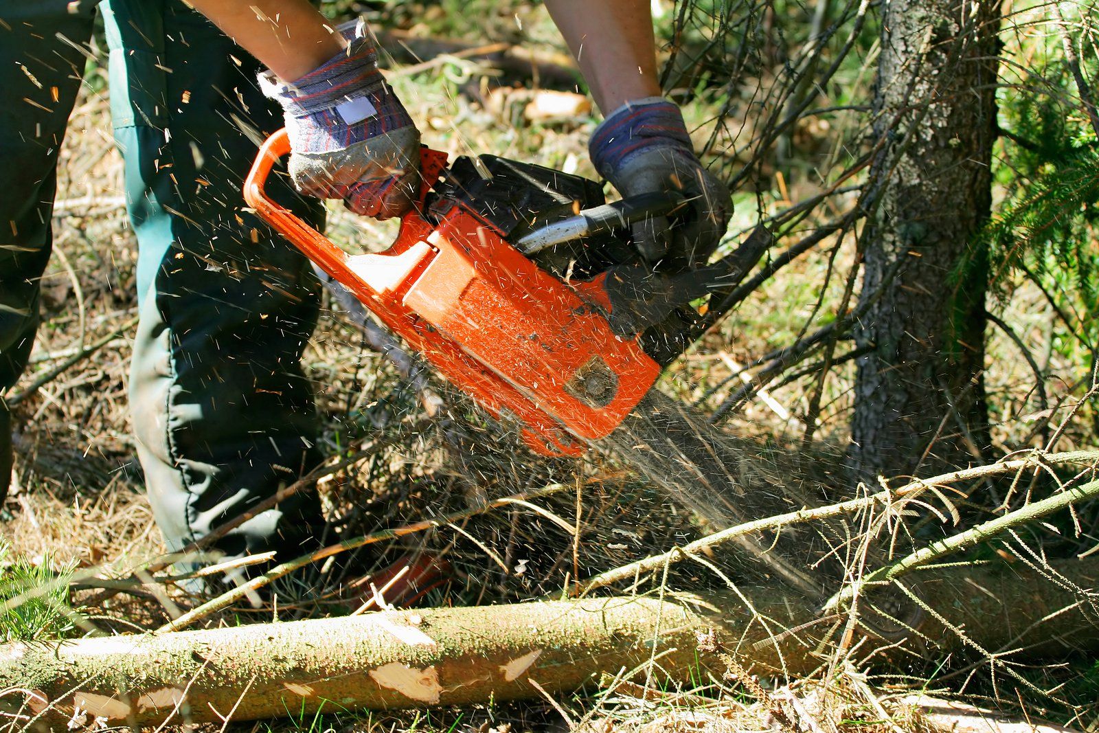 Tree Removal Services Near You Tree Removal Services Near You