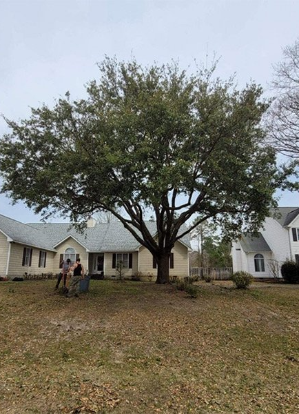 tree service Wilmington nc