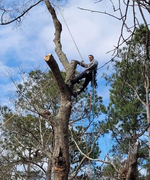 tree trimming near me