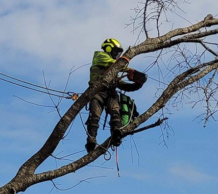 tree trimming near me