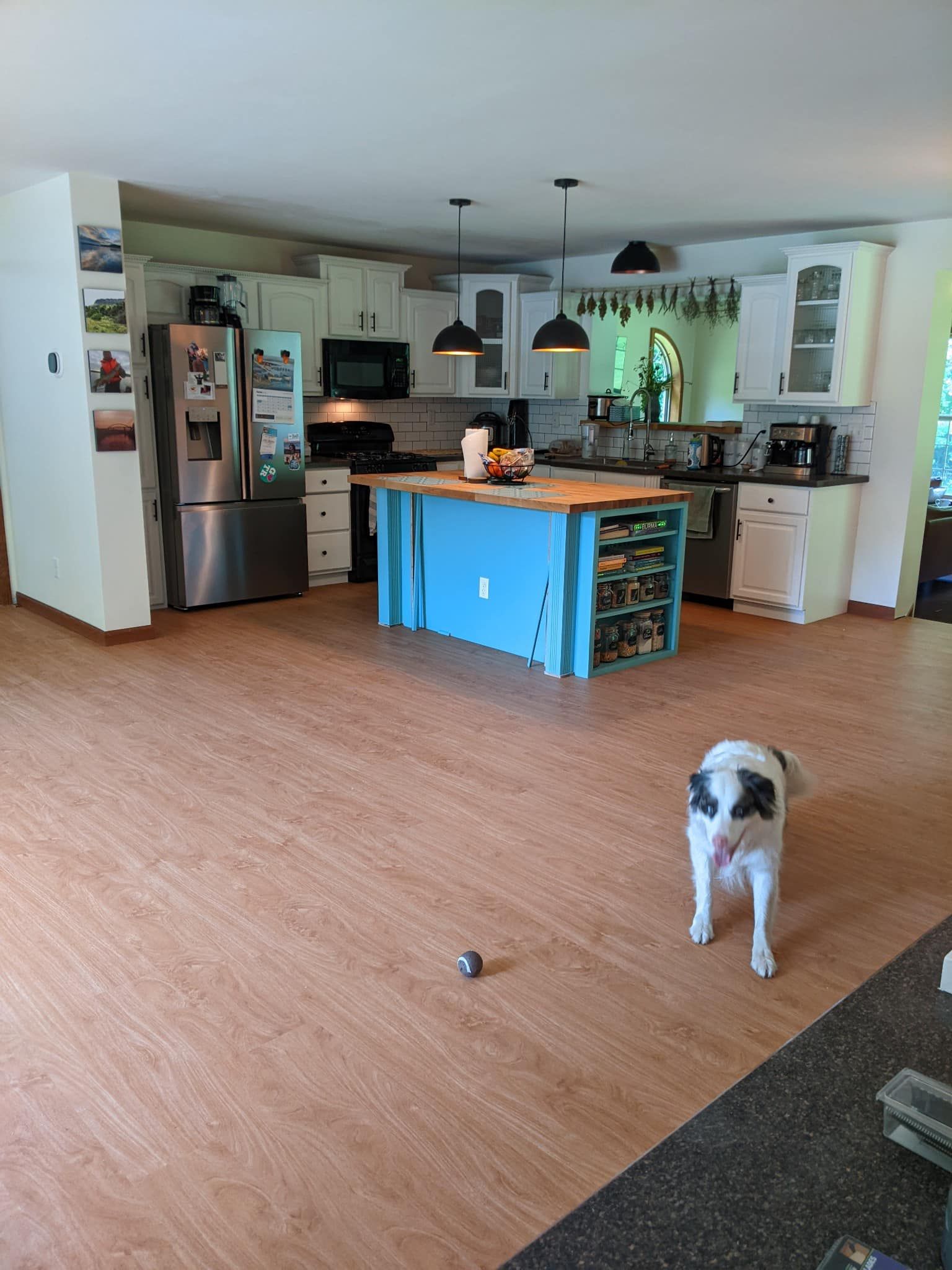 A dog is standing in a kitchen next to a blue island.