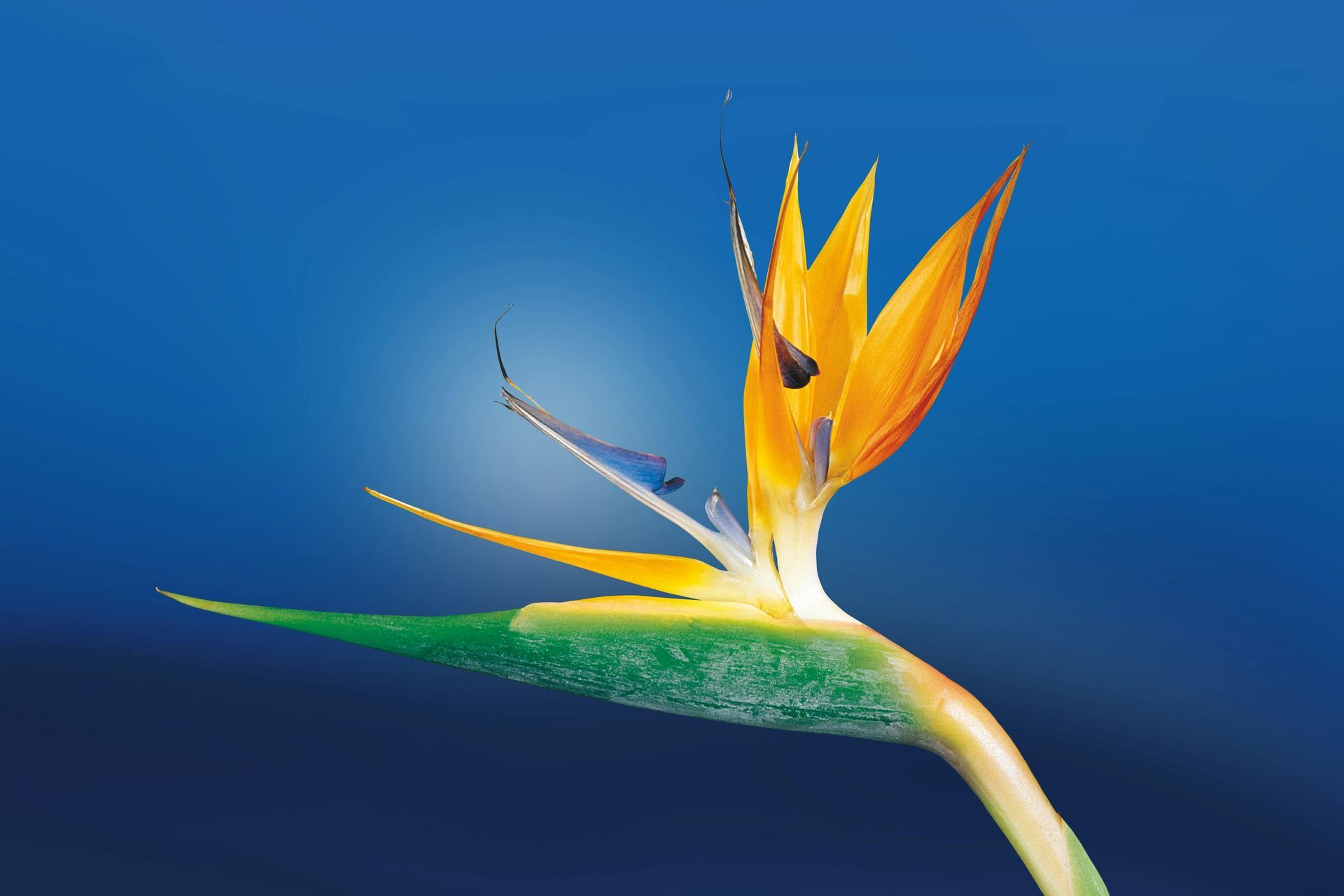 A close up of a bird of paradise flower against a blue sky