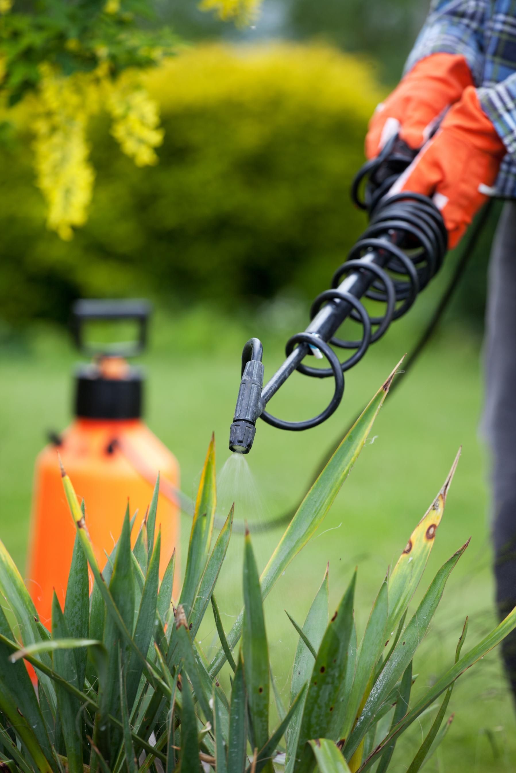 Person spraying plants with orange garden sprayer and black hose in a green garden
