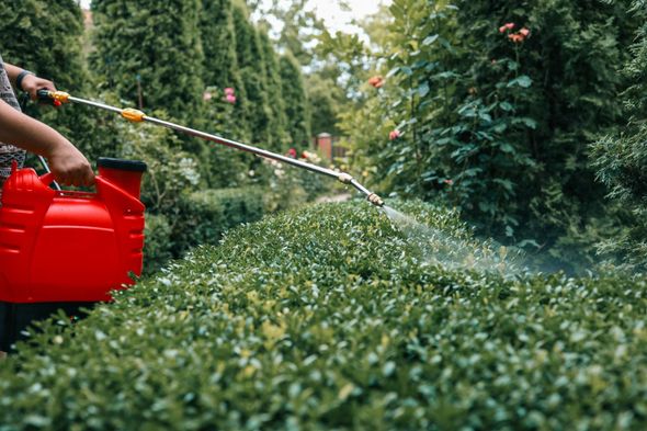 Person spraying water over green hedges in a garden from a red watering can