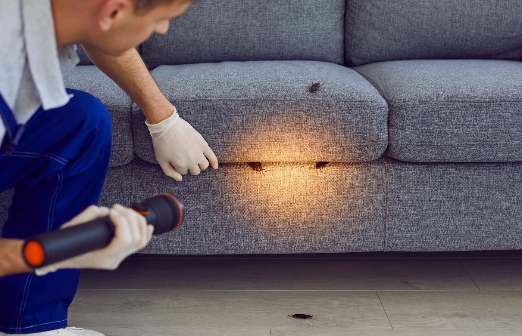 Technician inspecting a gray sofa with a flashlight and gloved hand