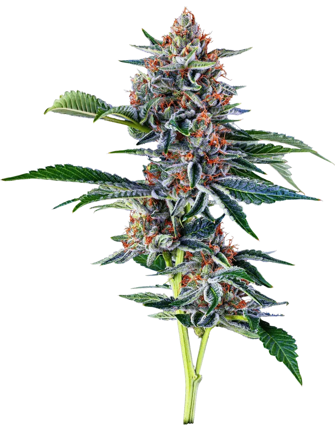 Cannabis plant bud with green leaves and orange pistils on white background