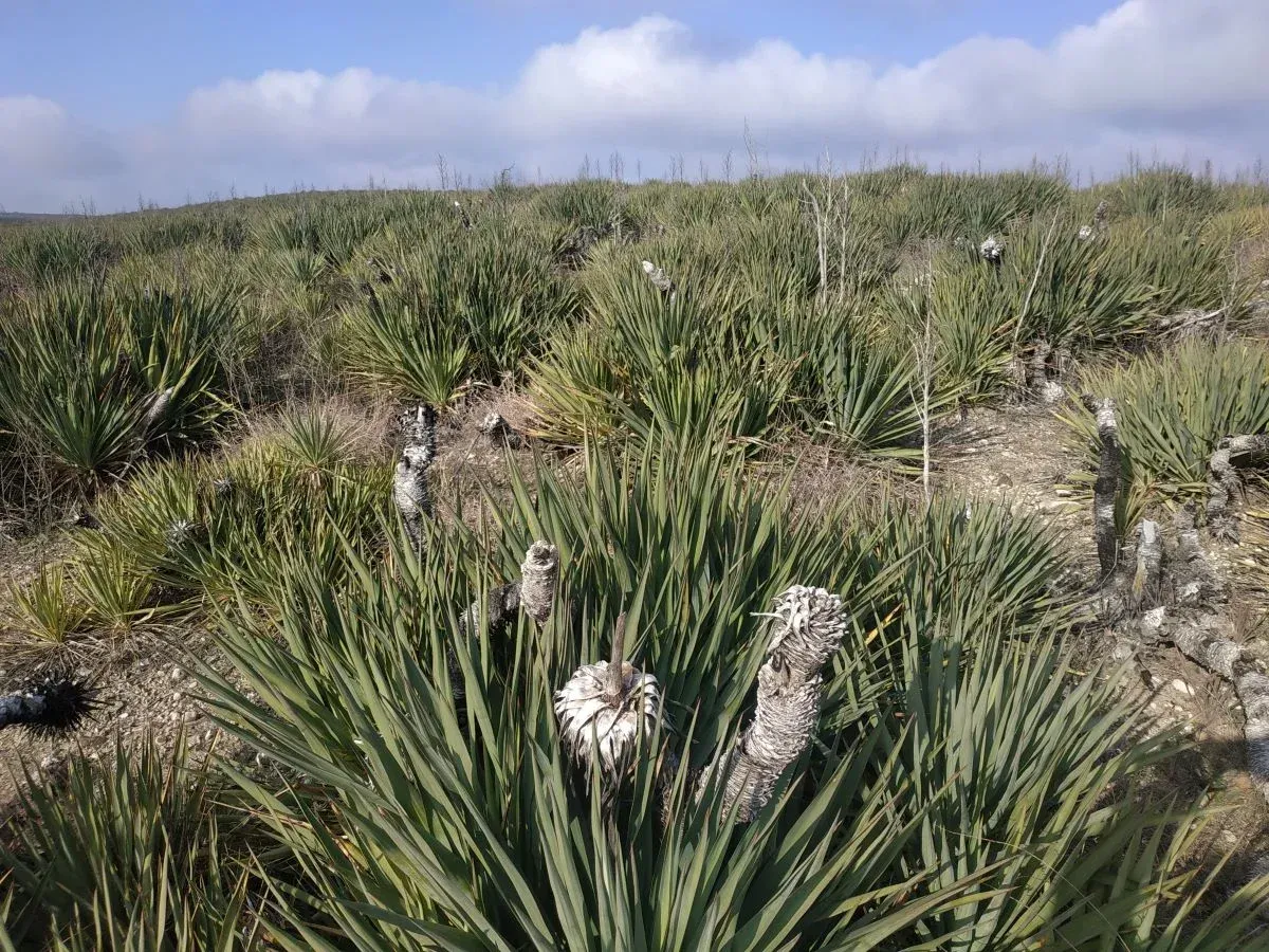 Flora of Vashlovani National Park