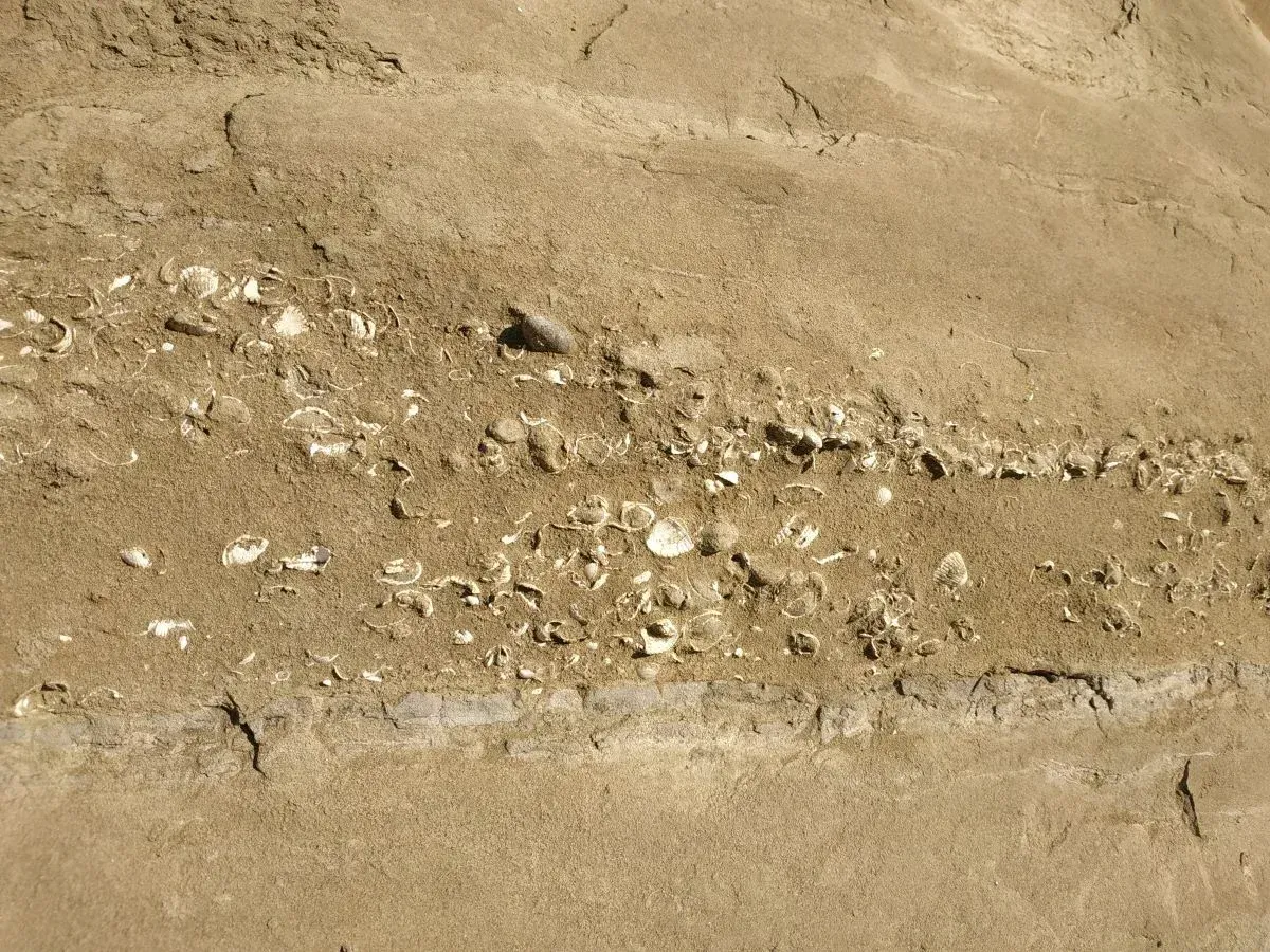 Fossilized Mollusks at Vashlovani-National Park