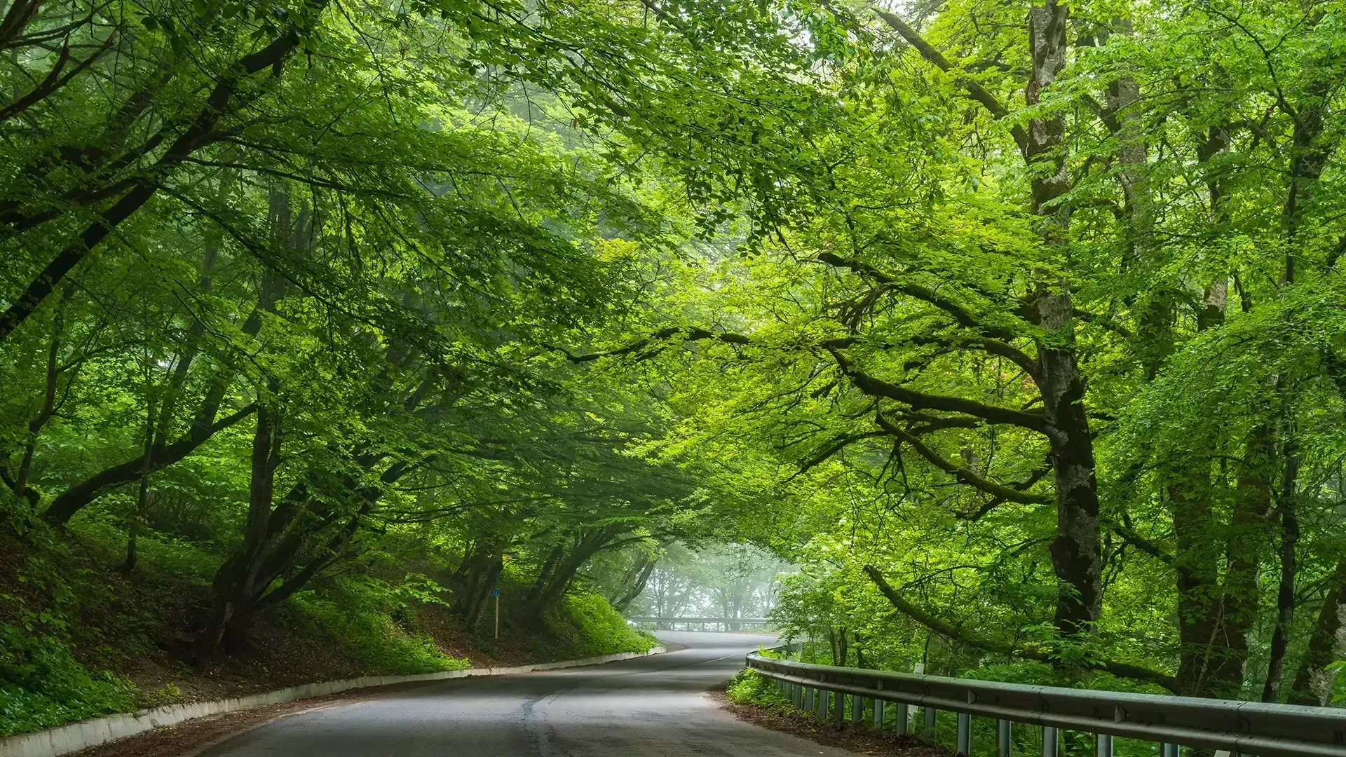 Discover the beauty of Sabaduri Forest in Georgia—just an hour from Tbilisi. Explore hiking trails,