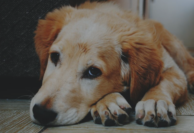 Golden and white dog lying on a wooden floor, resting its head on its paws.