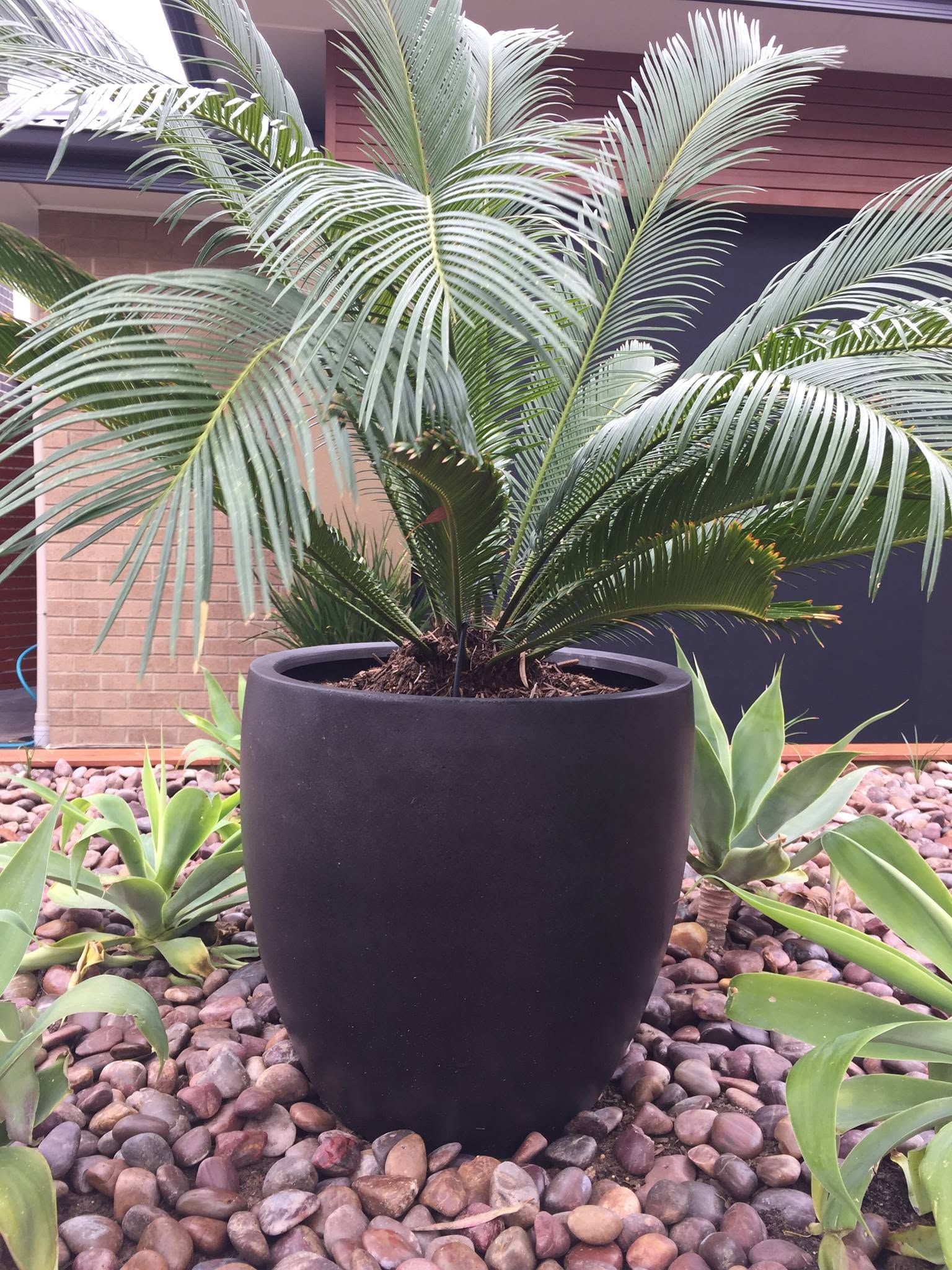 Potted palm in a black planter on a gravel bed beside a brick building