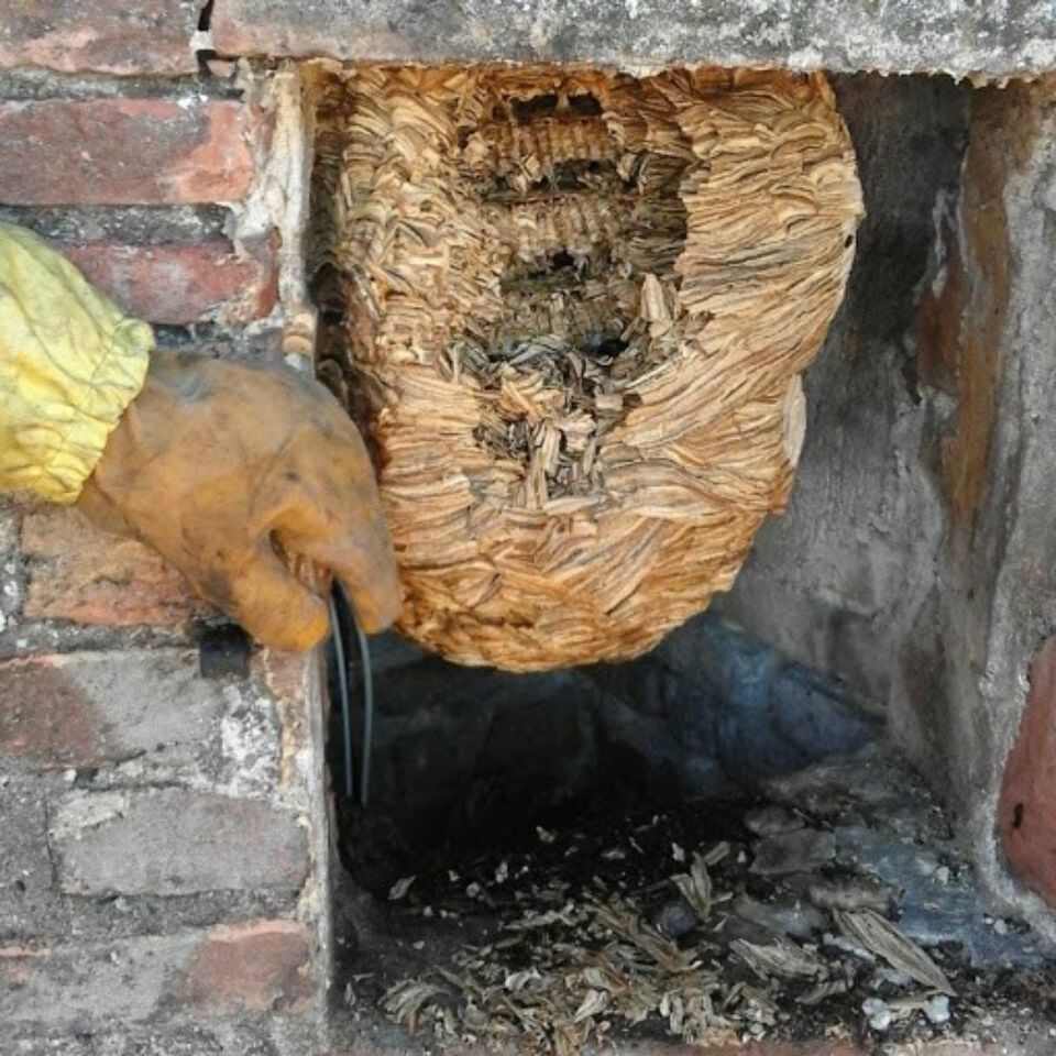 Disinfestazione
