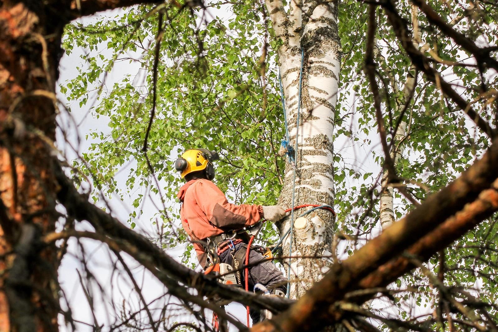 An image of Tree Removal in Cleveland, TN