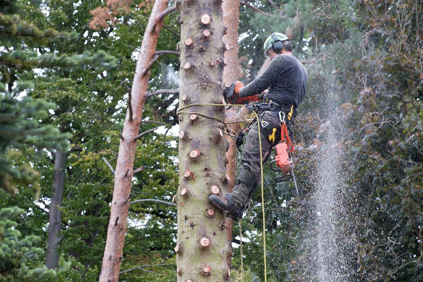 An image of Tree Services in Cleveland, TN