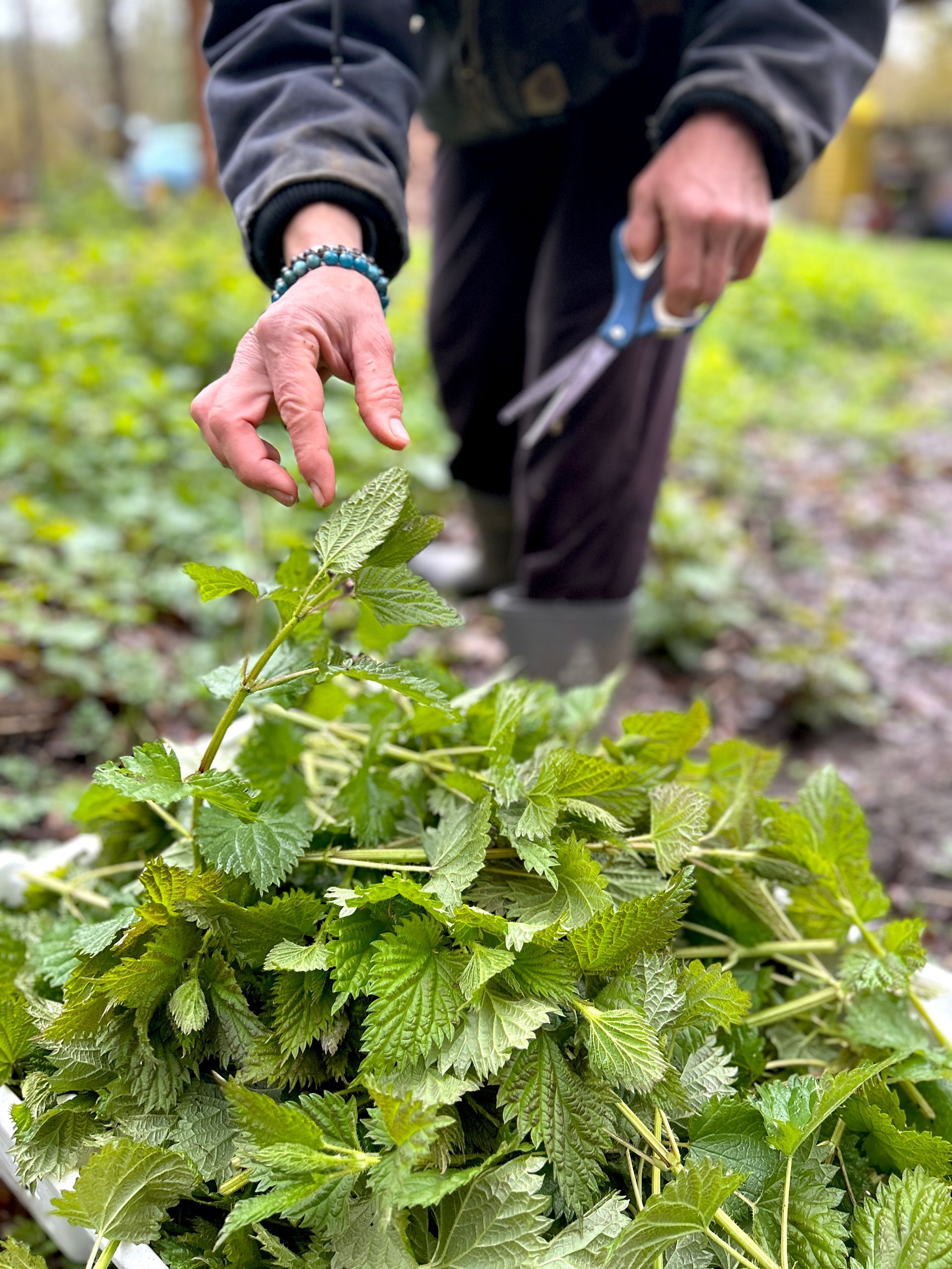 Harvesting nettles