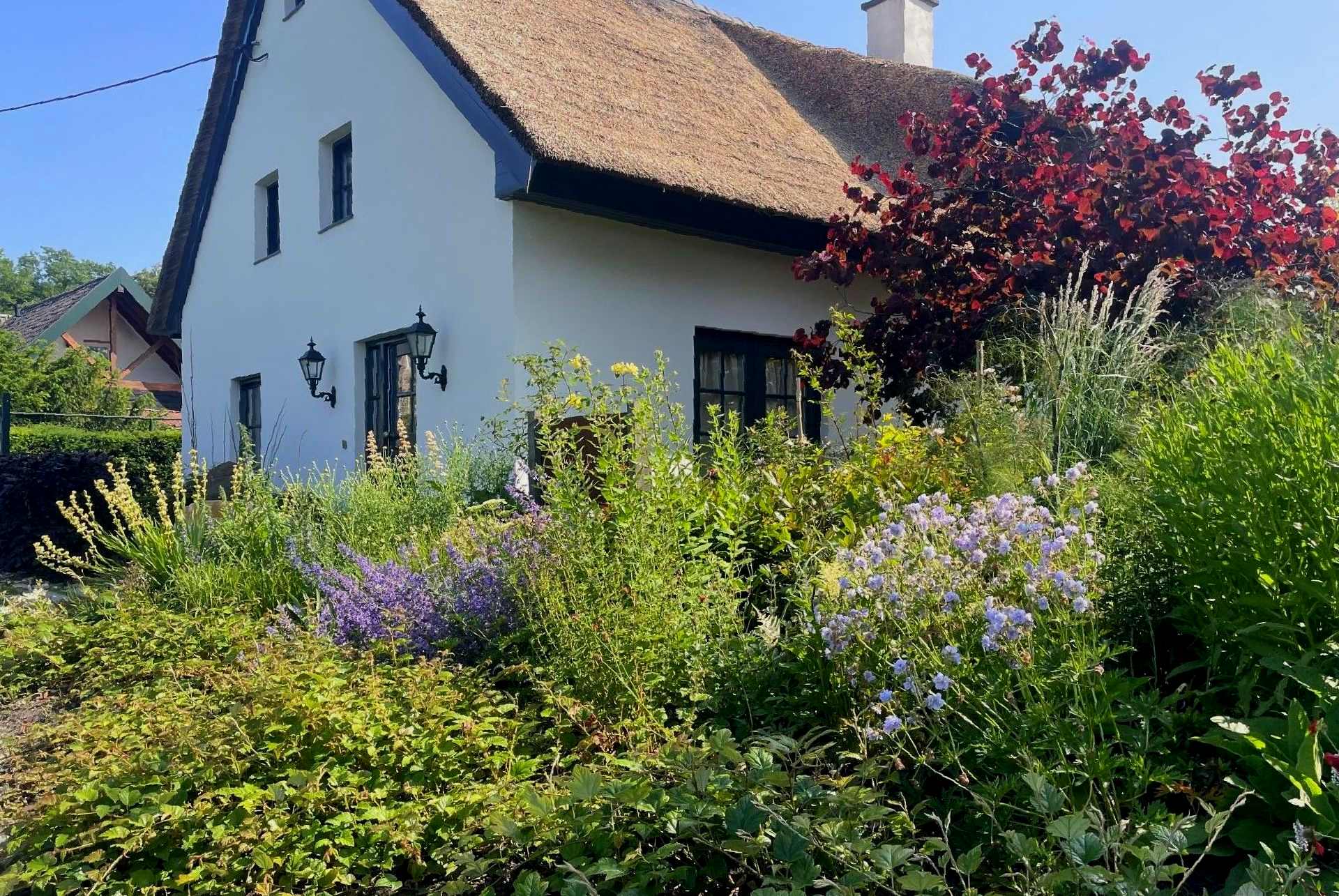 Natuurlijke voortuin met losse beplanting en zachte overgangen.