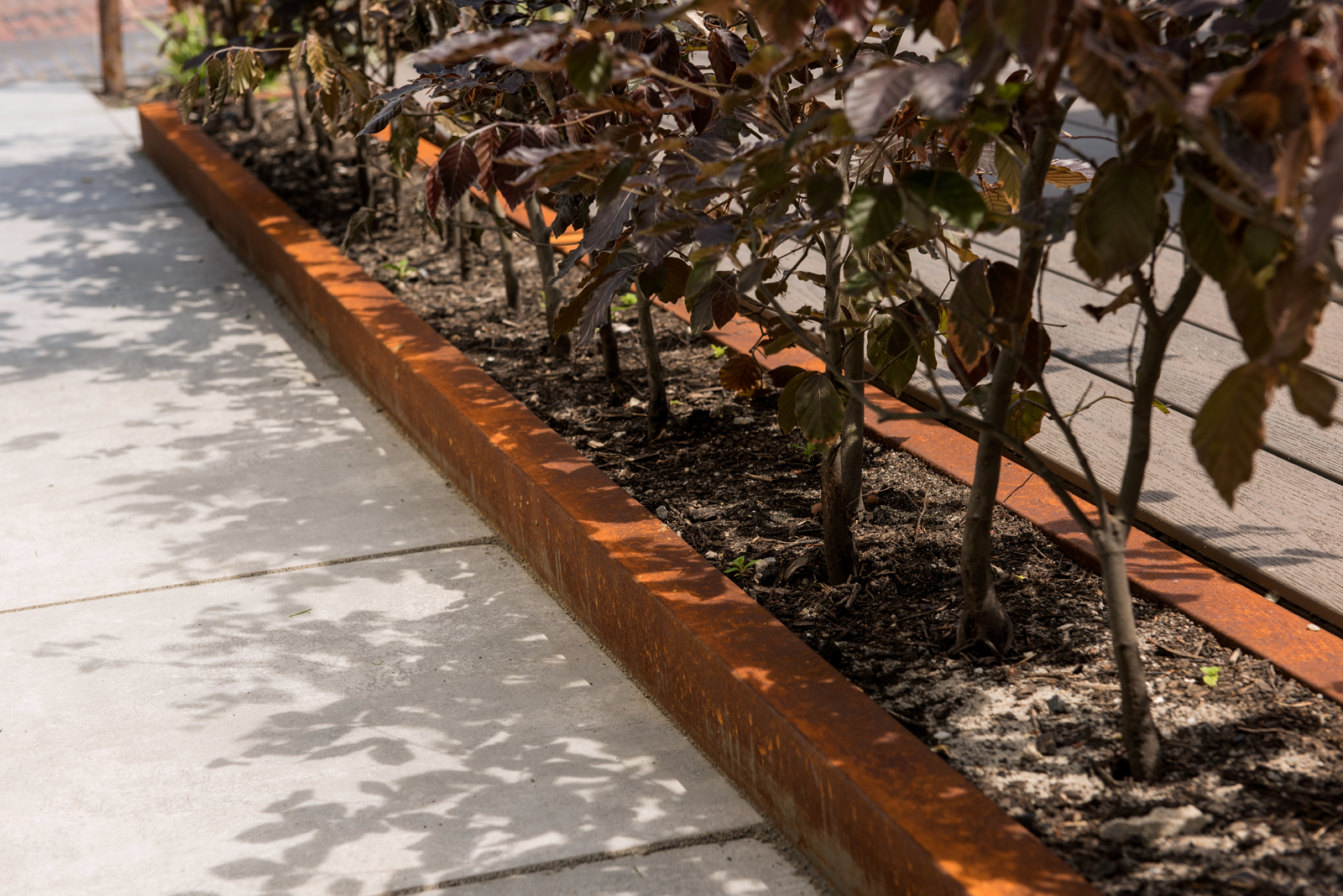 Strakke cortenstalen rand met haagbeplanting.