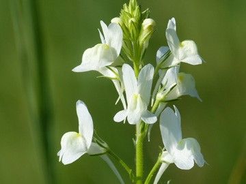 Linaria plant