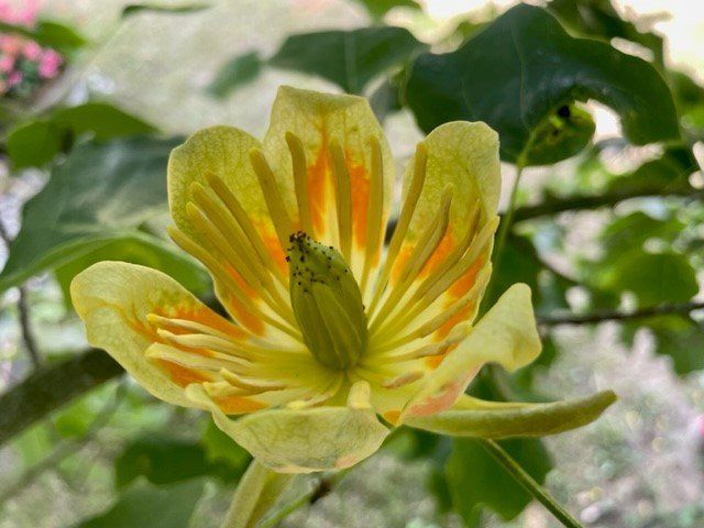 Prachtige bloei van de Liriodendron Tulipifera