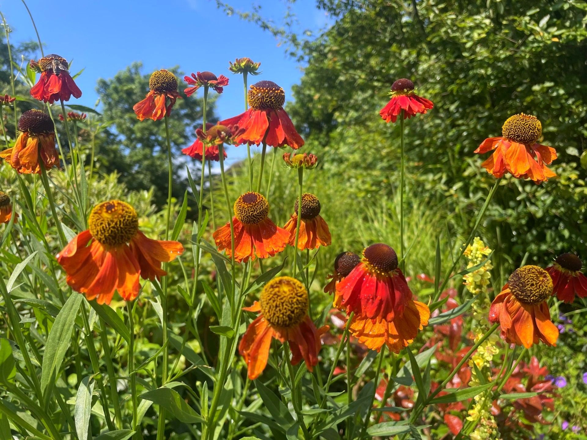 Bloeiende Helenium in een natuurlijke border met warme kleuren en een losse beplanting