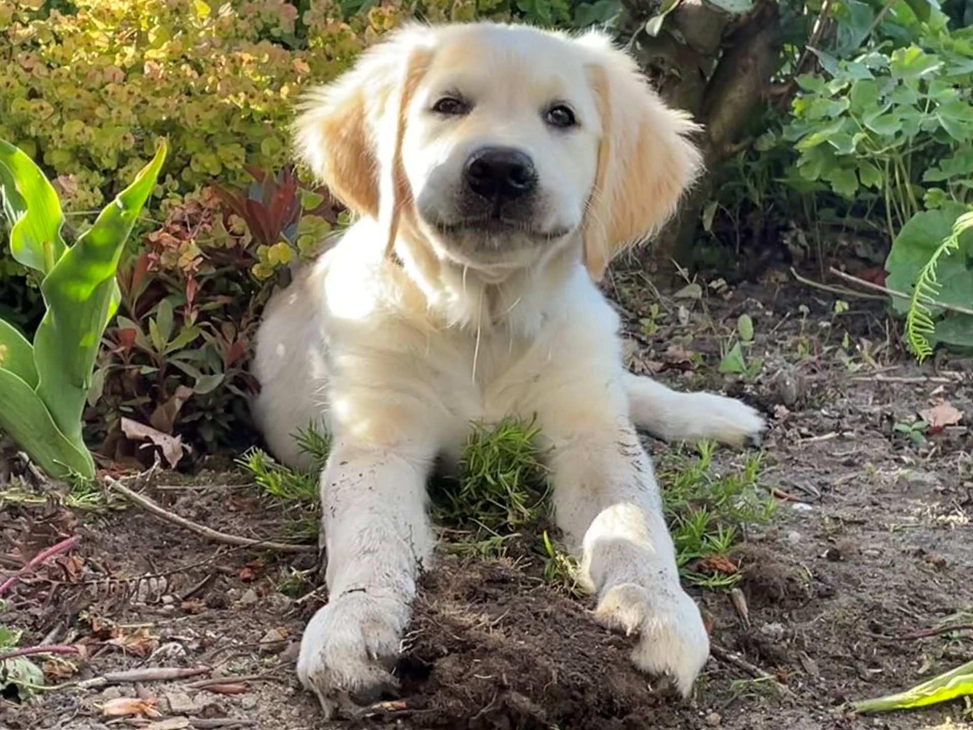 Hond in de tuin, vaak onderdeel van de leefomgeving.