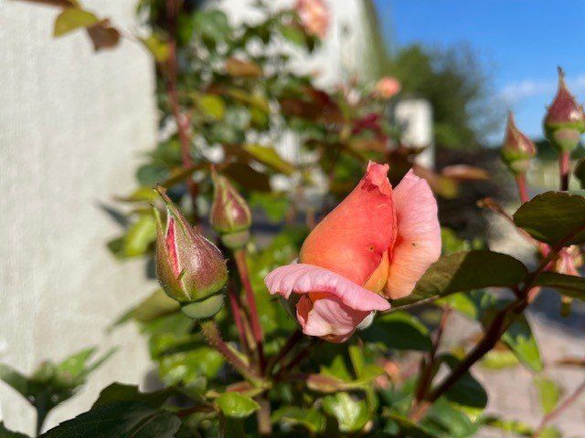 Engelse rozentuin Linaria