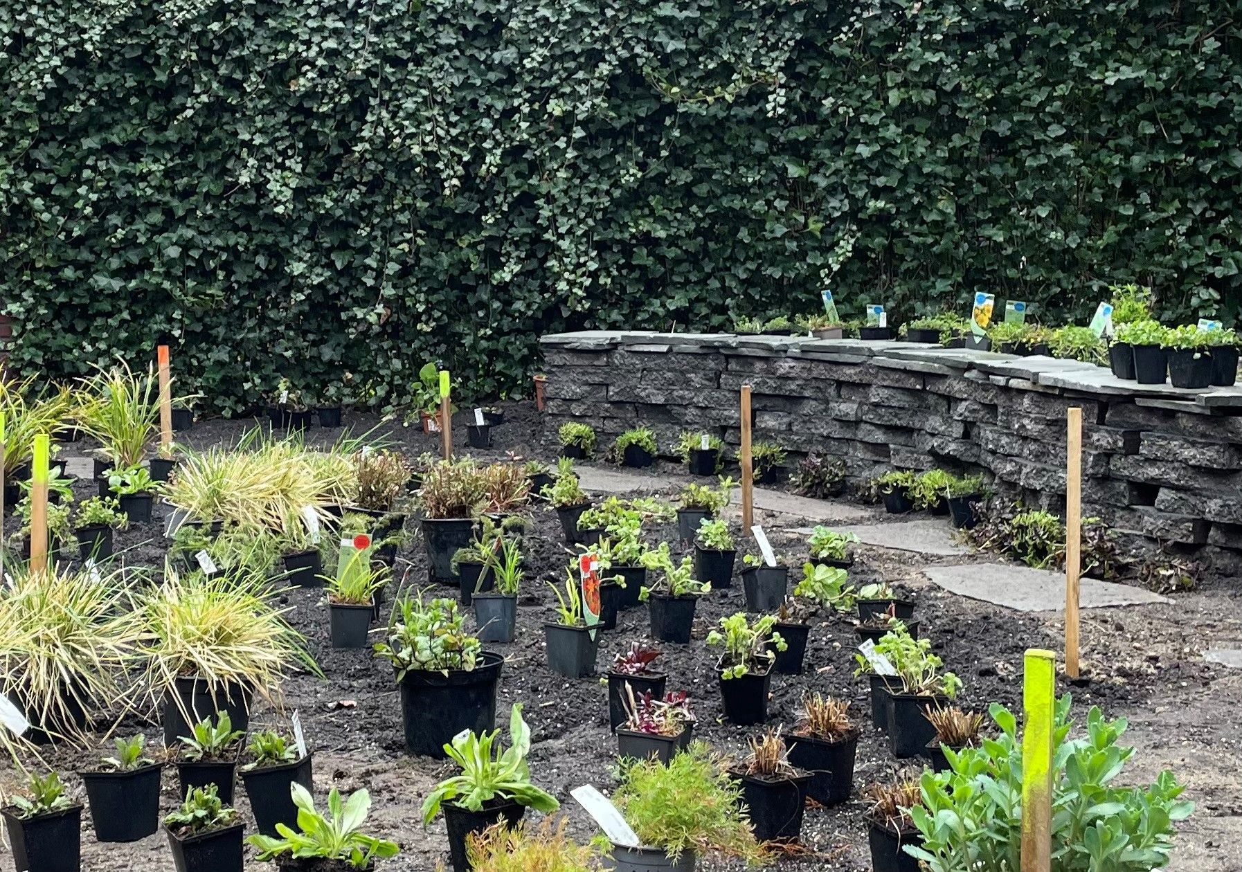 Biomuurtje tuinontwerp Nijmegen Linaria Tuinen