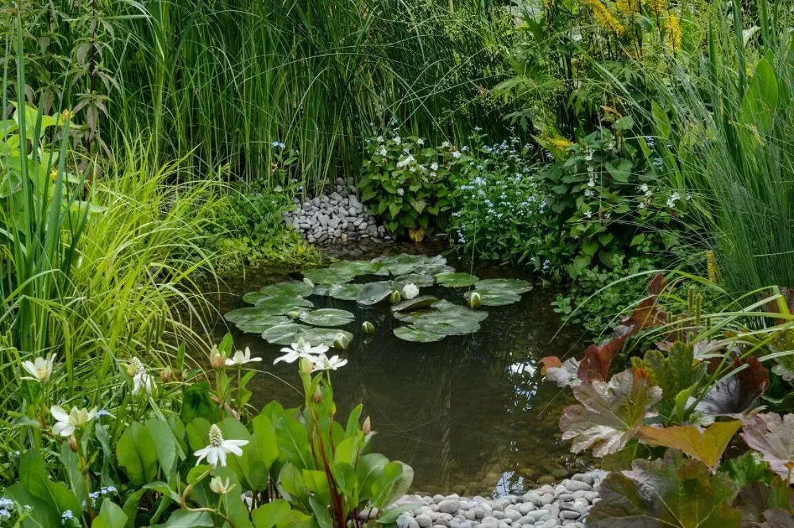 Natuurlijke tuin met vijver en schaduwbeplanting