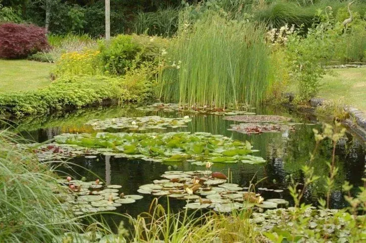 Vijver in landschapstuin
