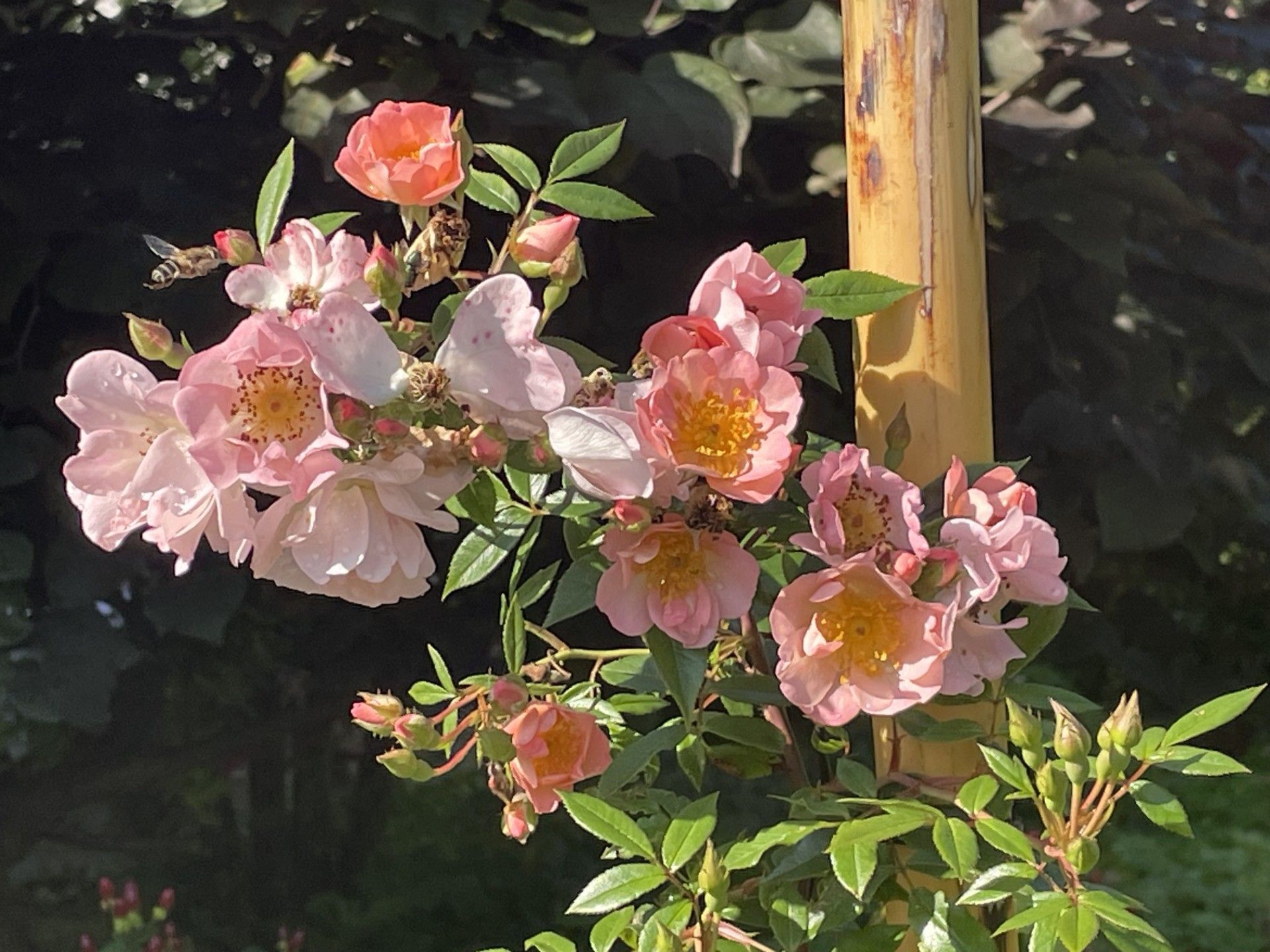 Rosa 'Open Arms'