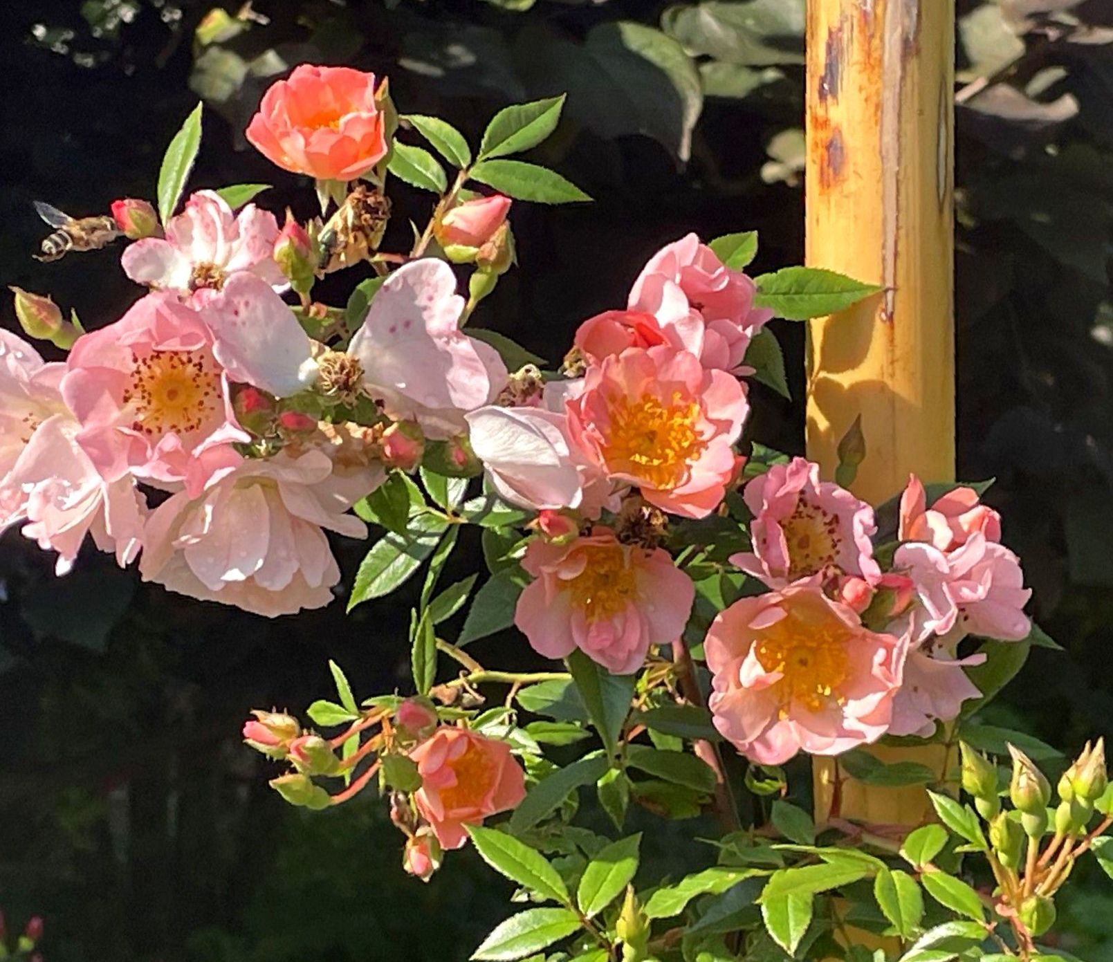 Rosa 'Open Arms'