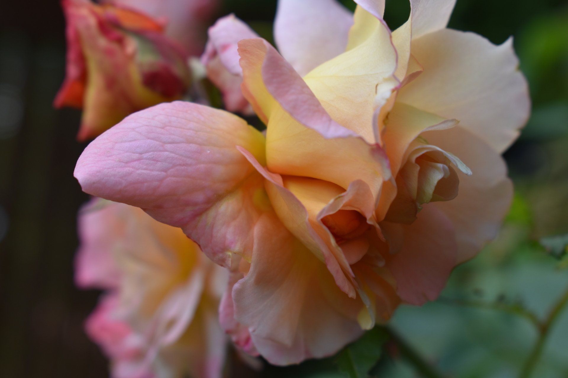 Engelse rozentuin Linaria