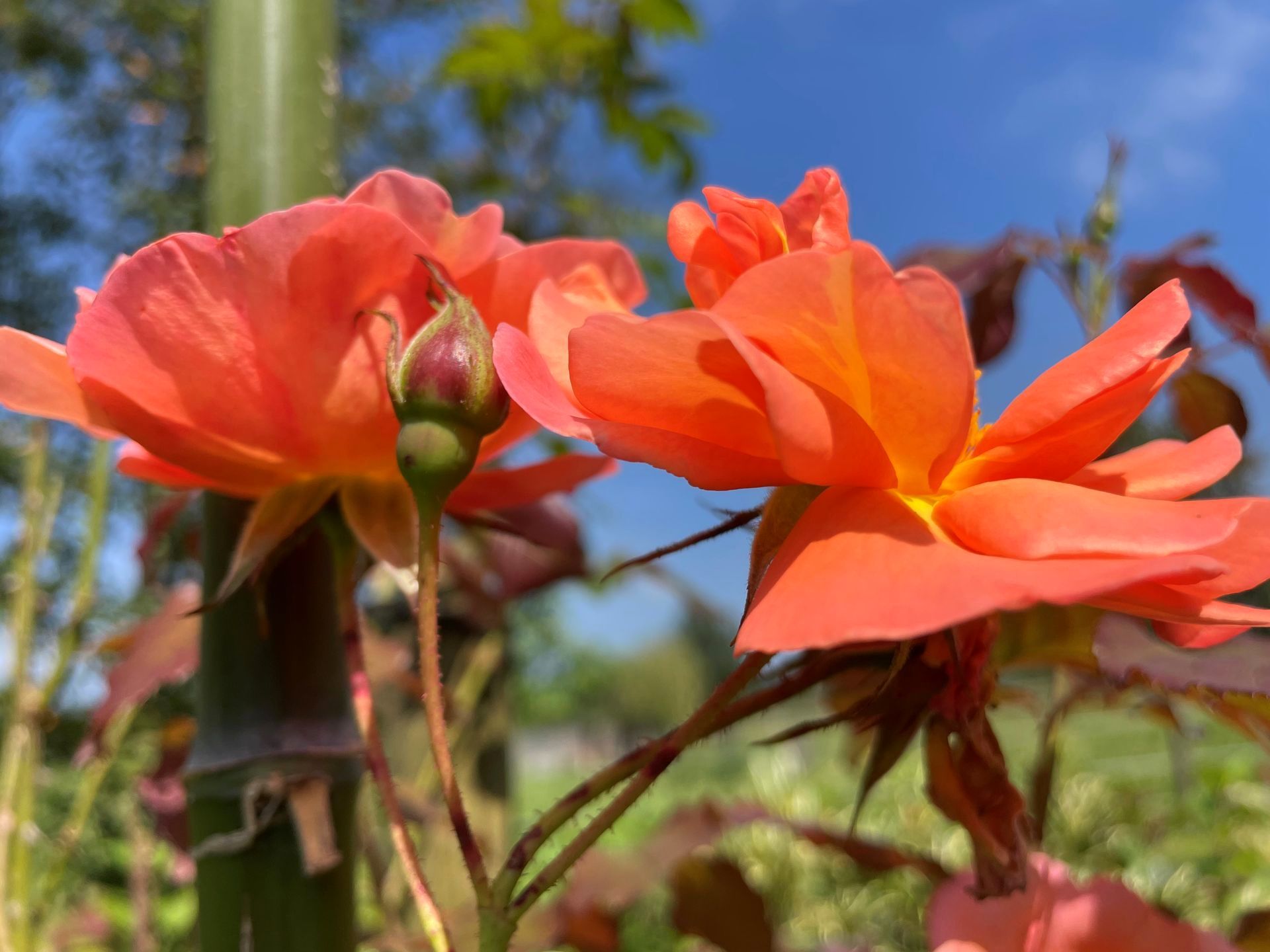 Rozen Engelse tuin