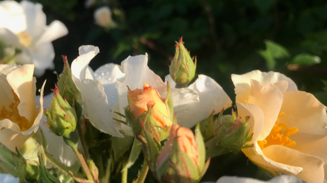 Rosalita in Engelse tuin