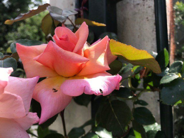 Engelse rozentuin Linaria