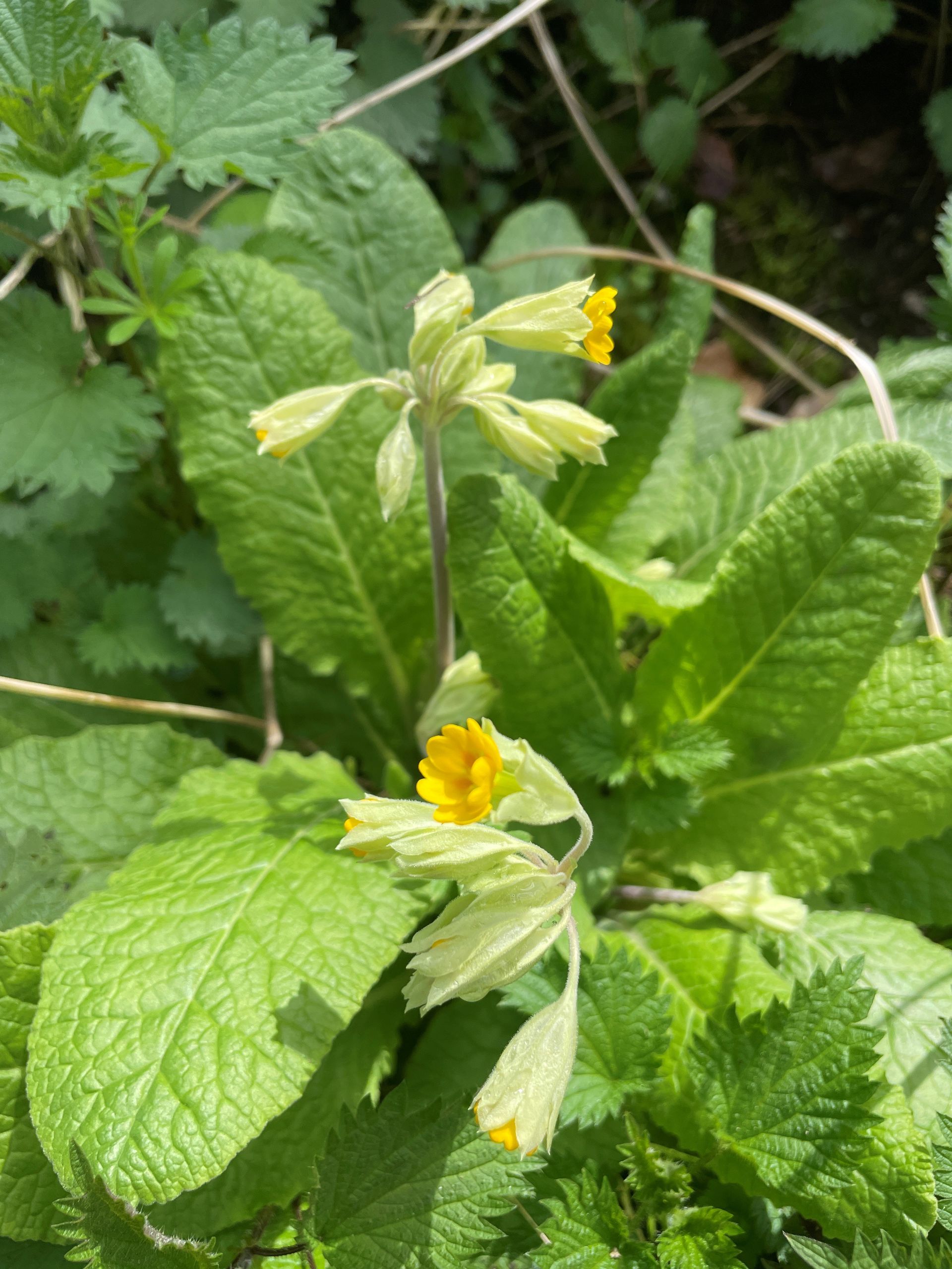 Wilde sleutelbloem Reichswald