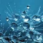 A close up of a dandelion with water drops on it