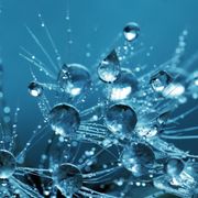 A close up of a dandelion with water drops on it